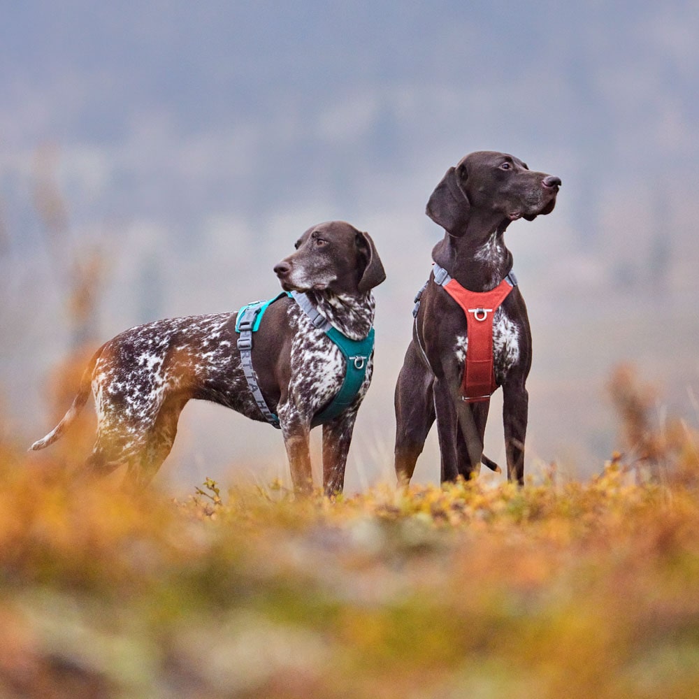 Dog Harnesses
