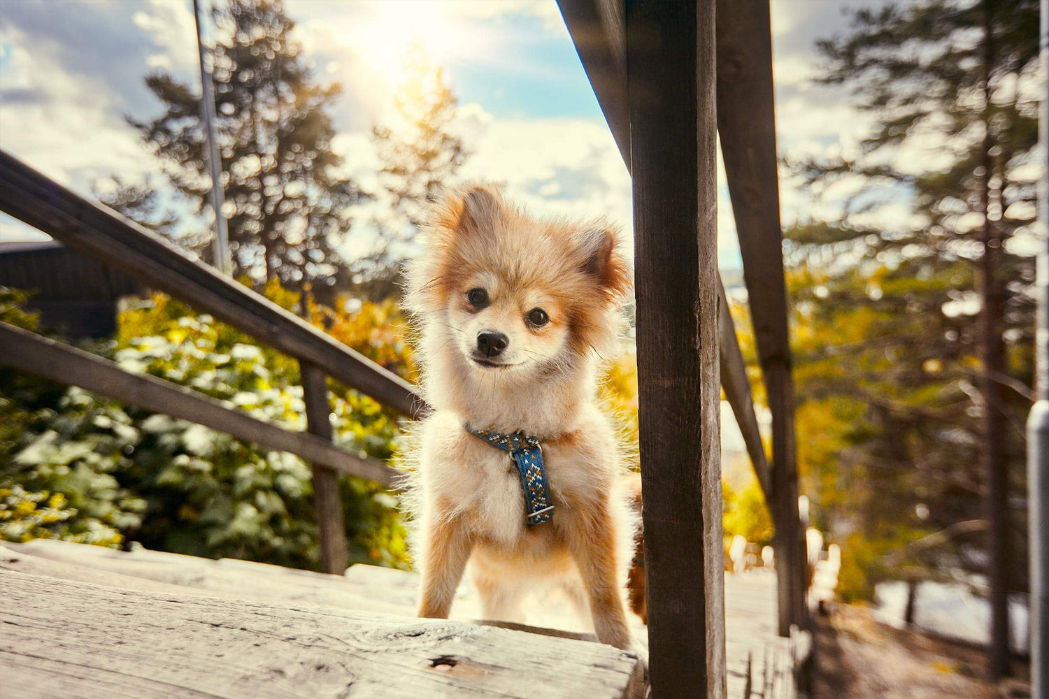 Puppy Gear
