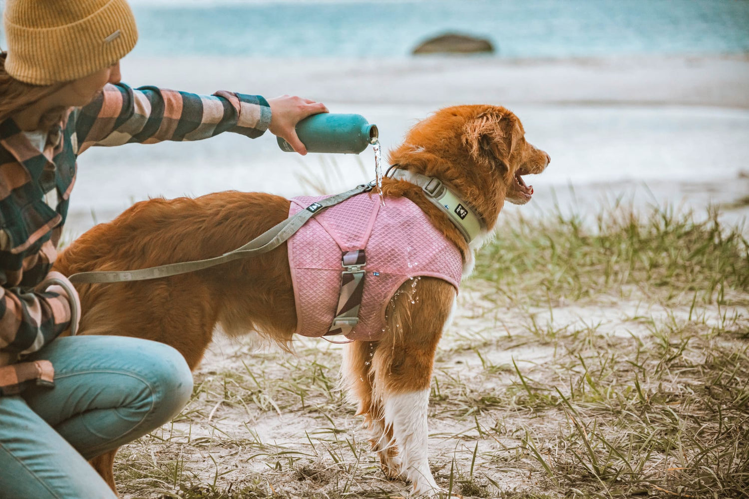 Dog Products for Summer