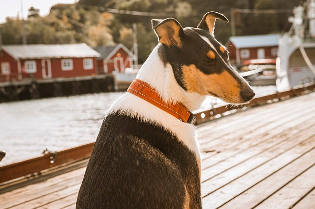 Dog Collars