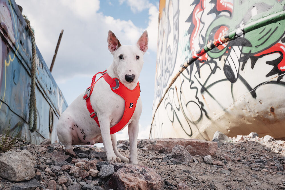 Weekend Warrior Harness ECO