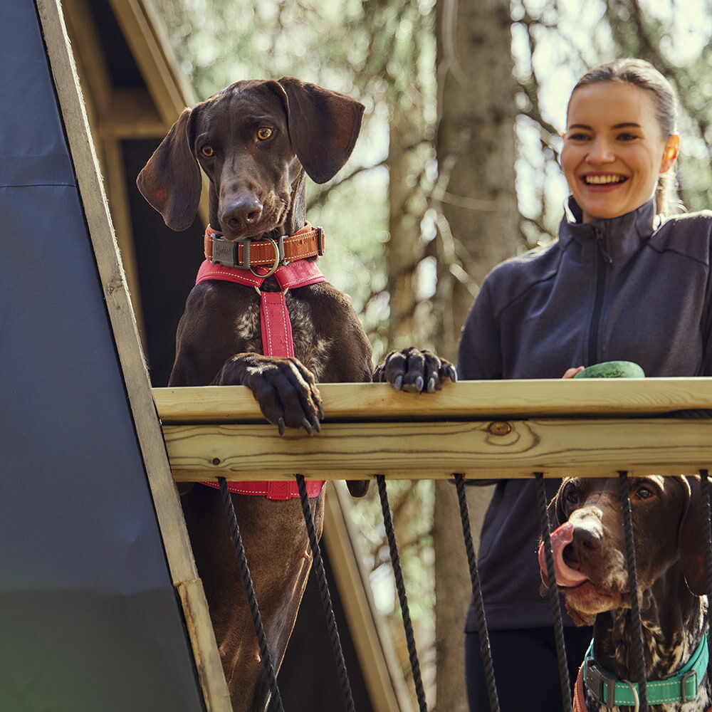 Casual Y-Hundegeschirr ECO