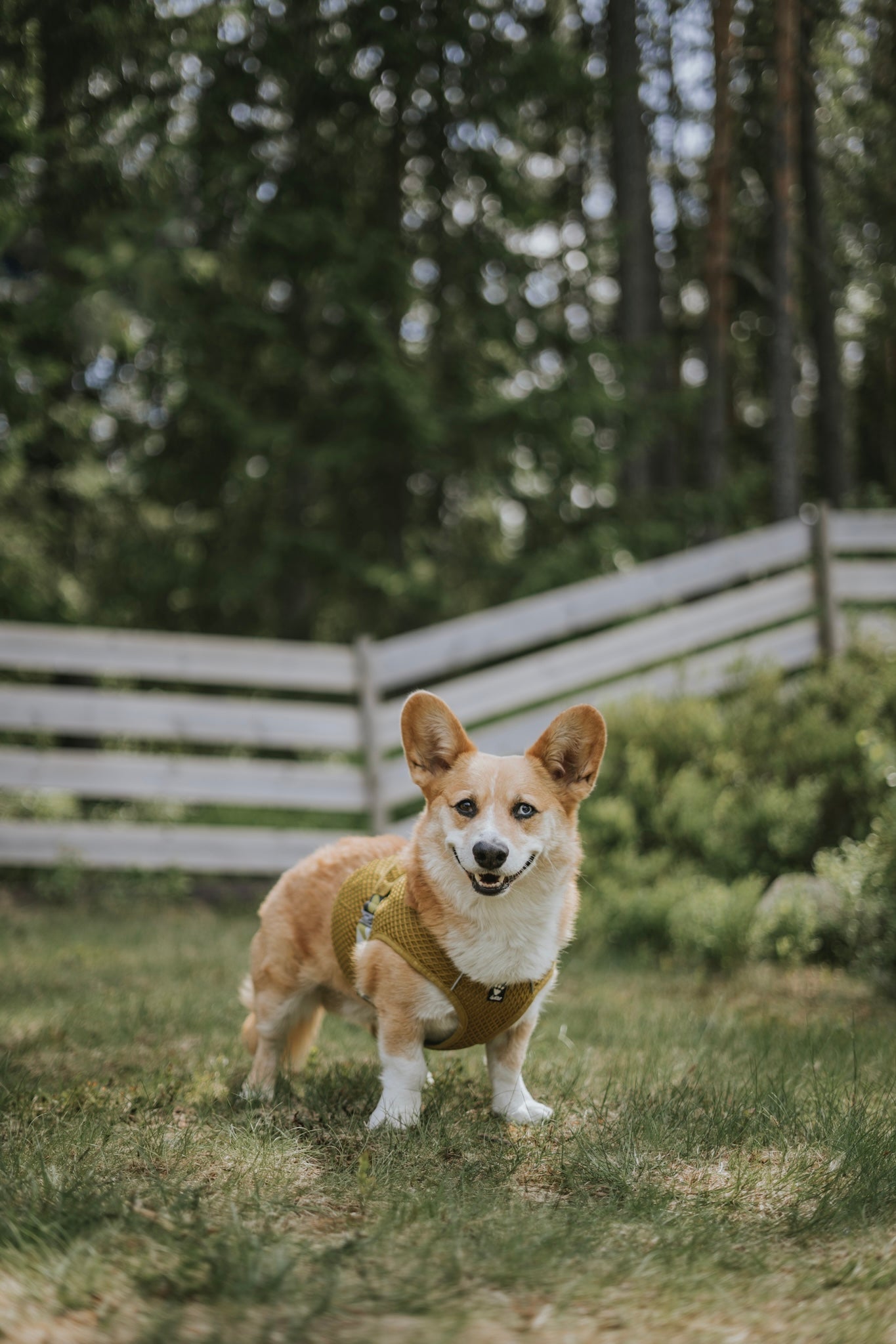 Splinter keeping it cool in the cool Turmeric Hurtta Cooling Wrap