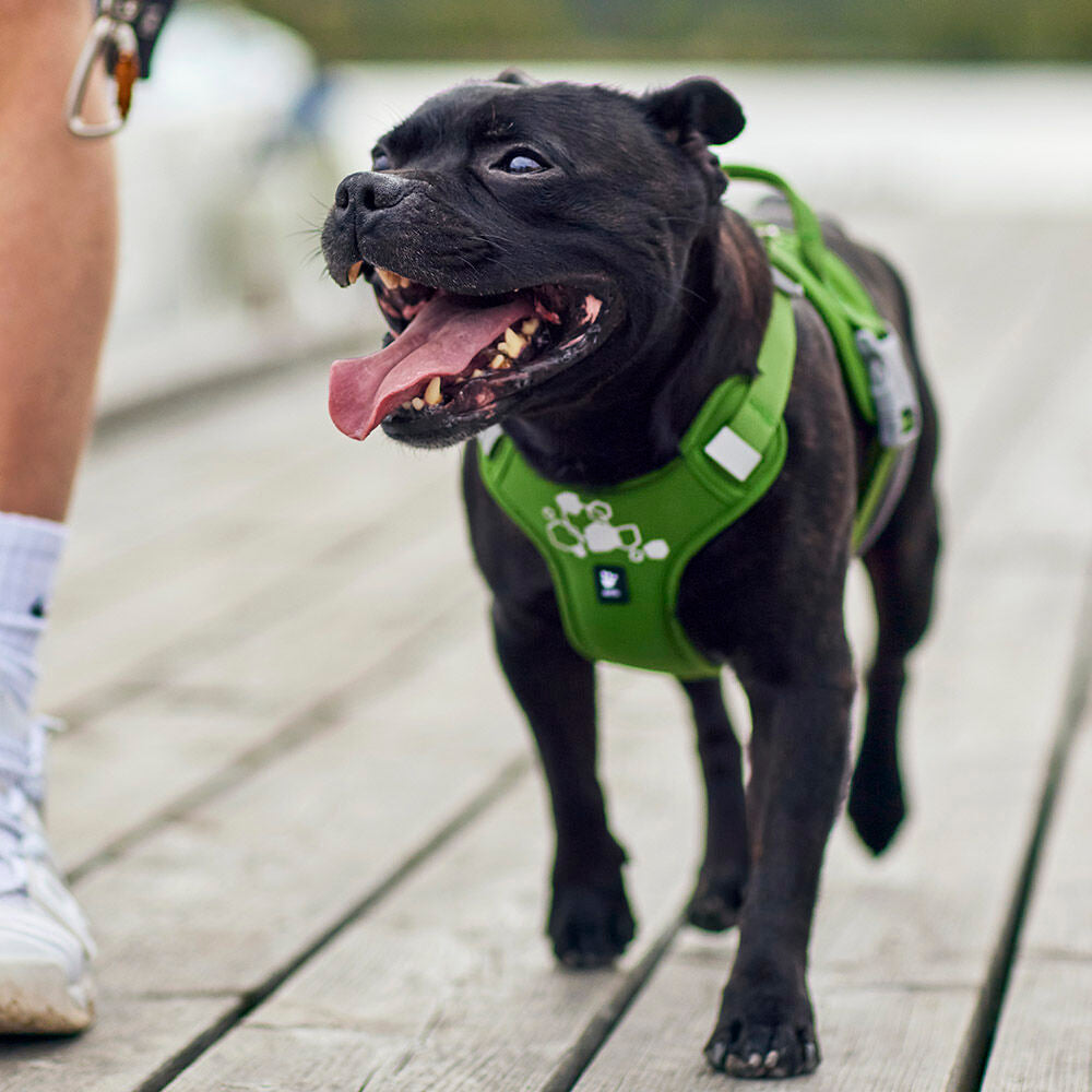 Weekend Warrior Harness II ECO