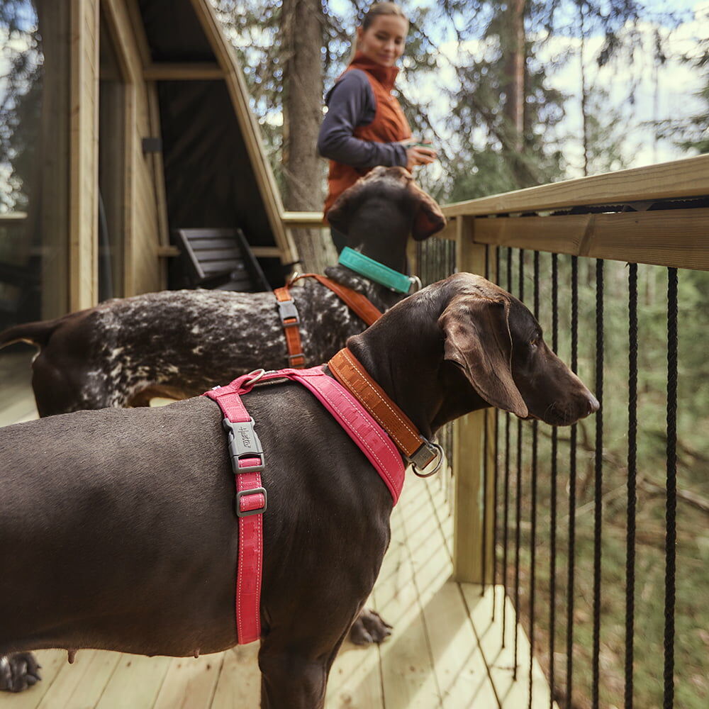 Casual Y-Hundegeschirr ECO