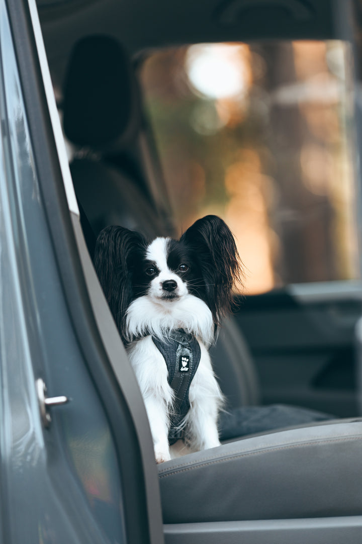 Who’s ready for a road trip?