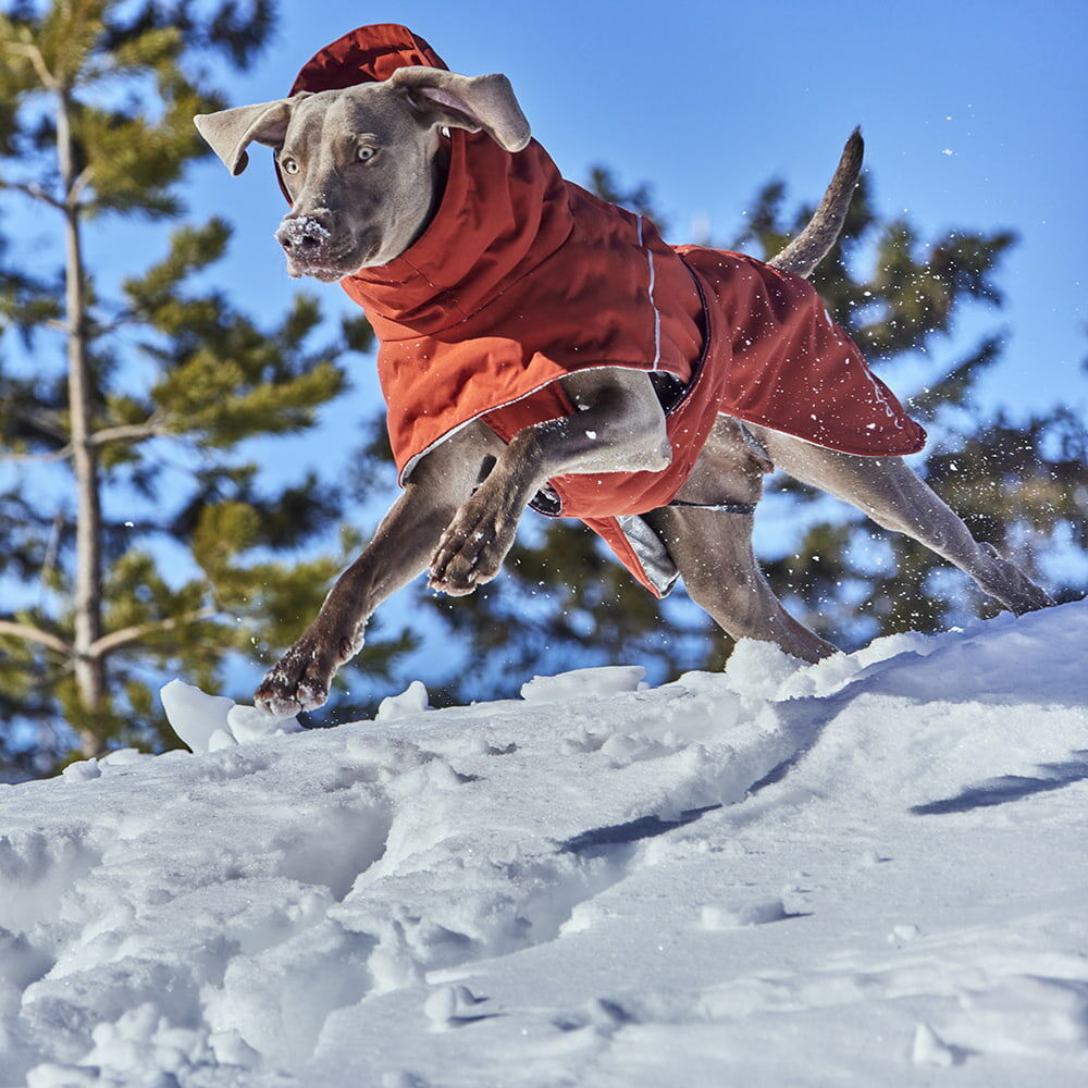 Extreme Warmer III ECO hundjacka