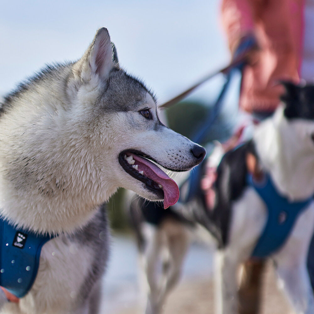 Weekend Warrior Warming Harness ECO