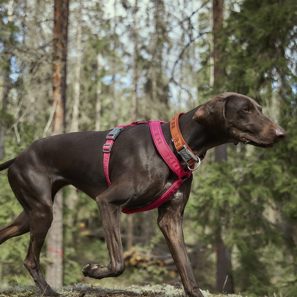 Casual Y-Hundegeschirr ECO