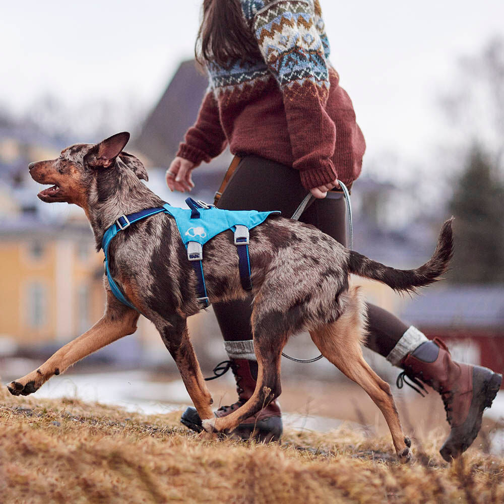 Safeguard Harness ECO