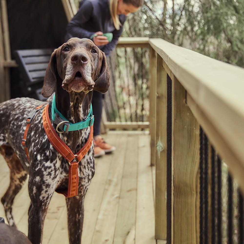 Casual Y-Hundegeschirr ECO