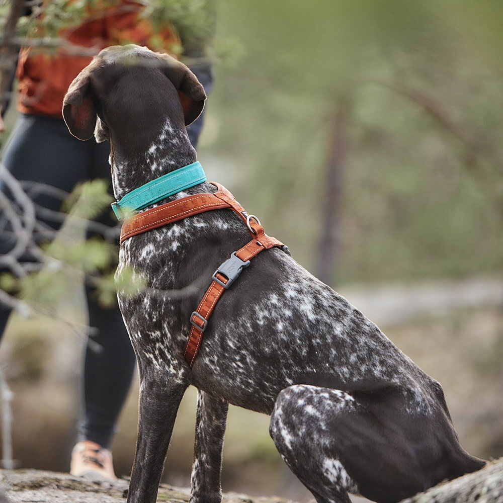 Casual Y-Hundegeschirr ECO