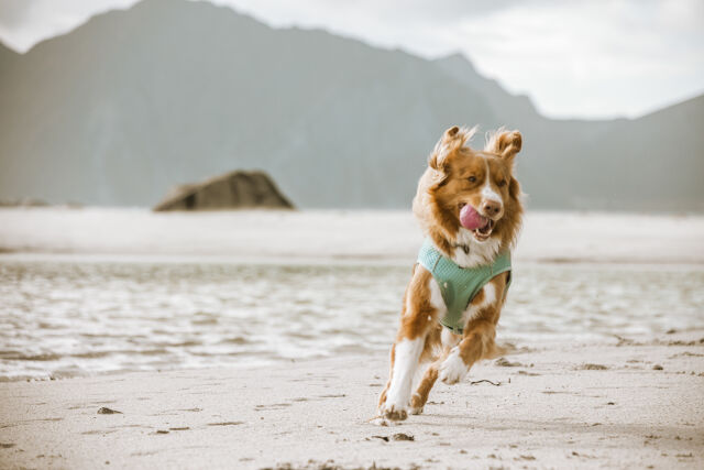Especially in the warm summer months it is important to make sure your dog stays cool.