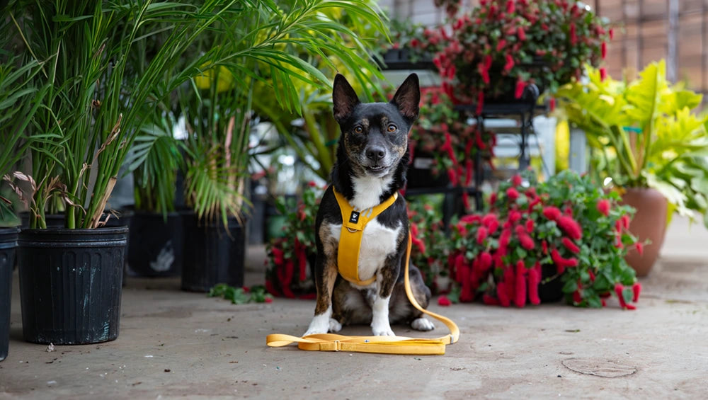 Dog on a leash in a garden setting with plants and flowers