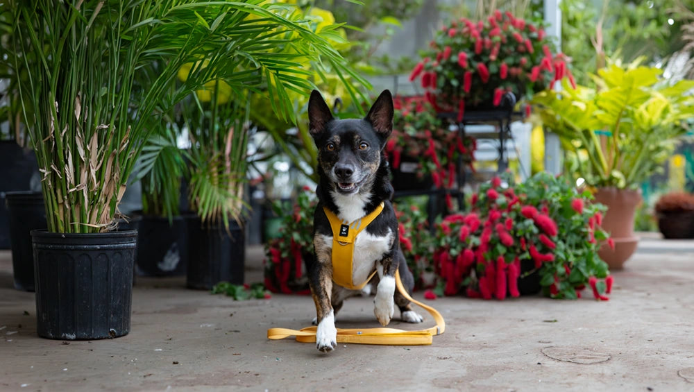 Dog on a leash in a garden setting with plants and flowers
