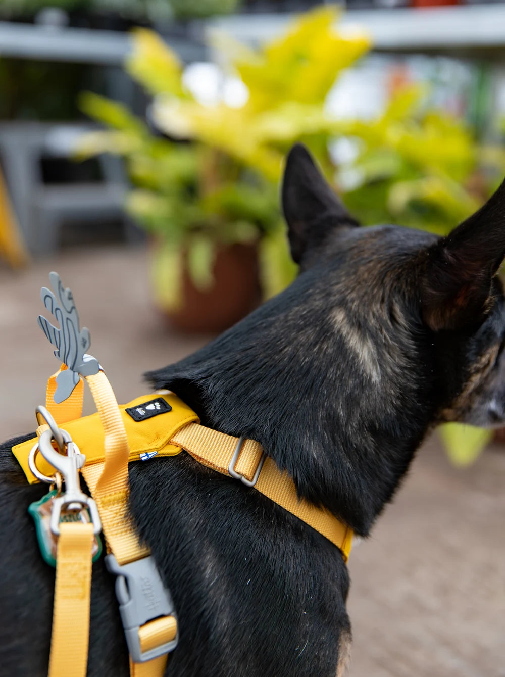 Black dog wearing a yellow harness with a blurred plant background