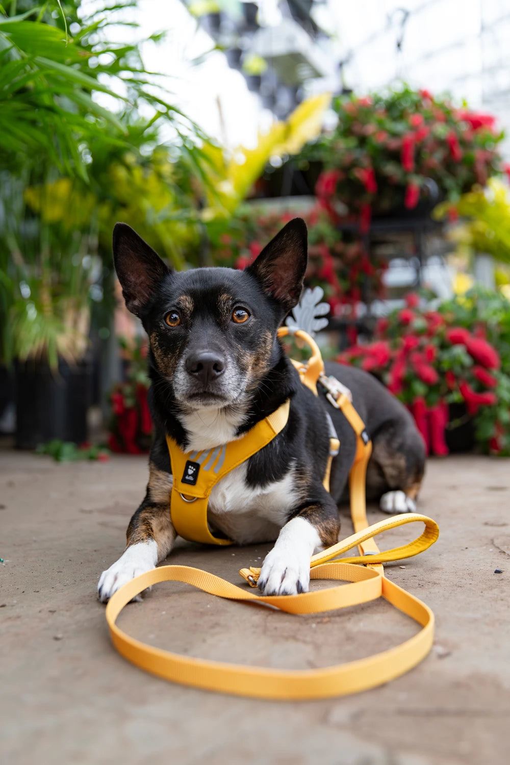 Dog wearing a yellow harness and leash in a garden setting with plants and flowers.