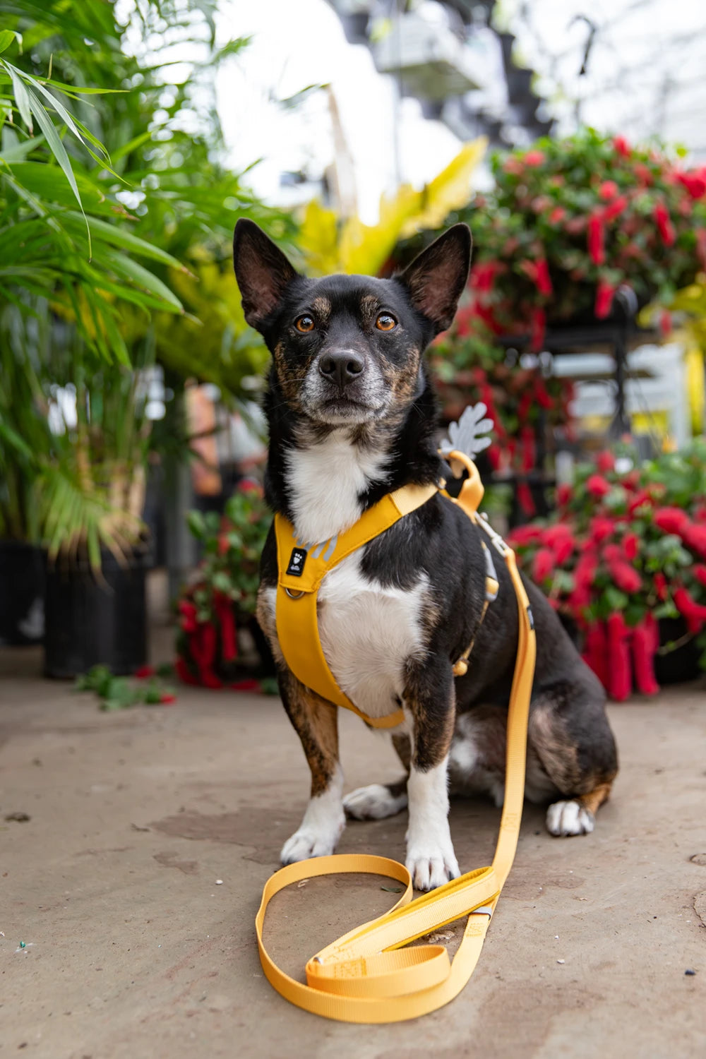 Dog wearing a yellow harness and leash in an outdoor setting with plants and flowers.