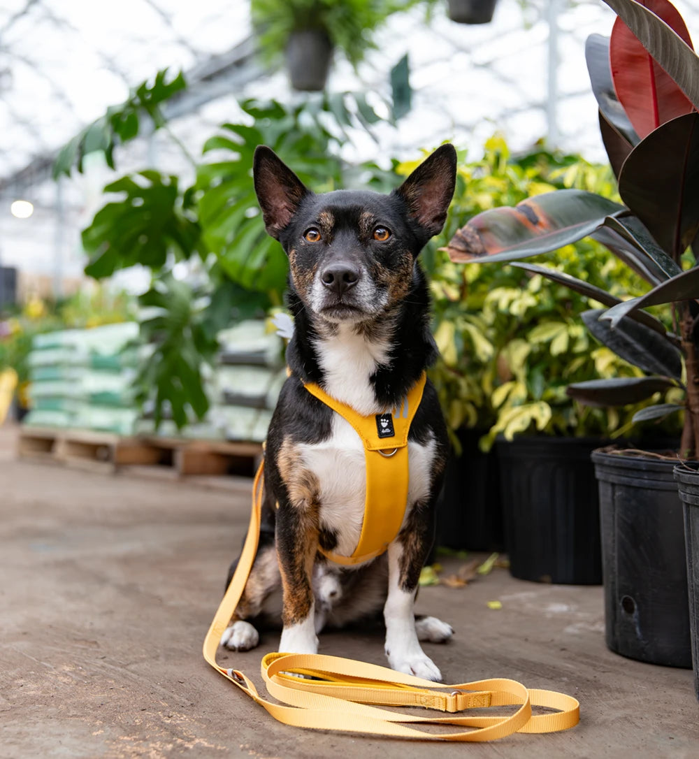 Dog wearing a yellow harness and leash in a greenhouse setting