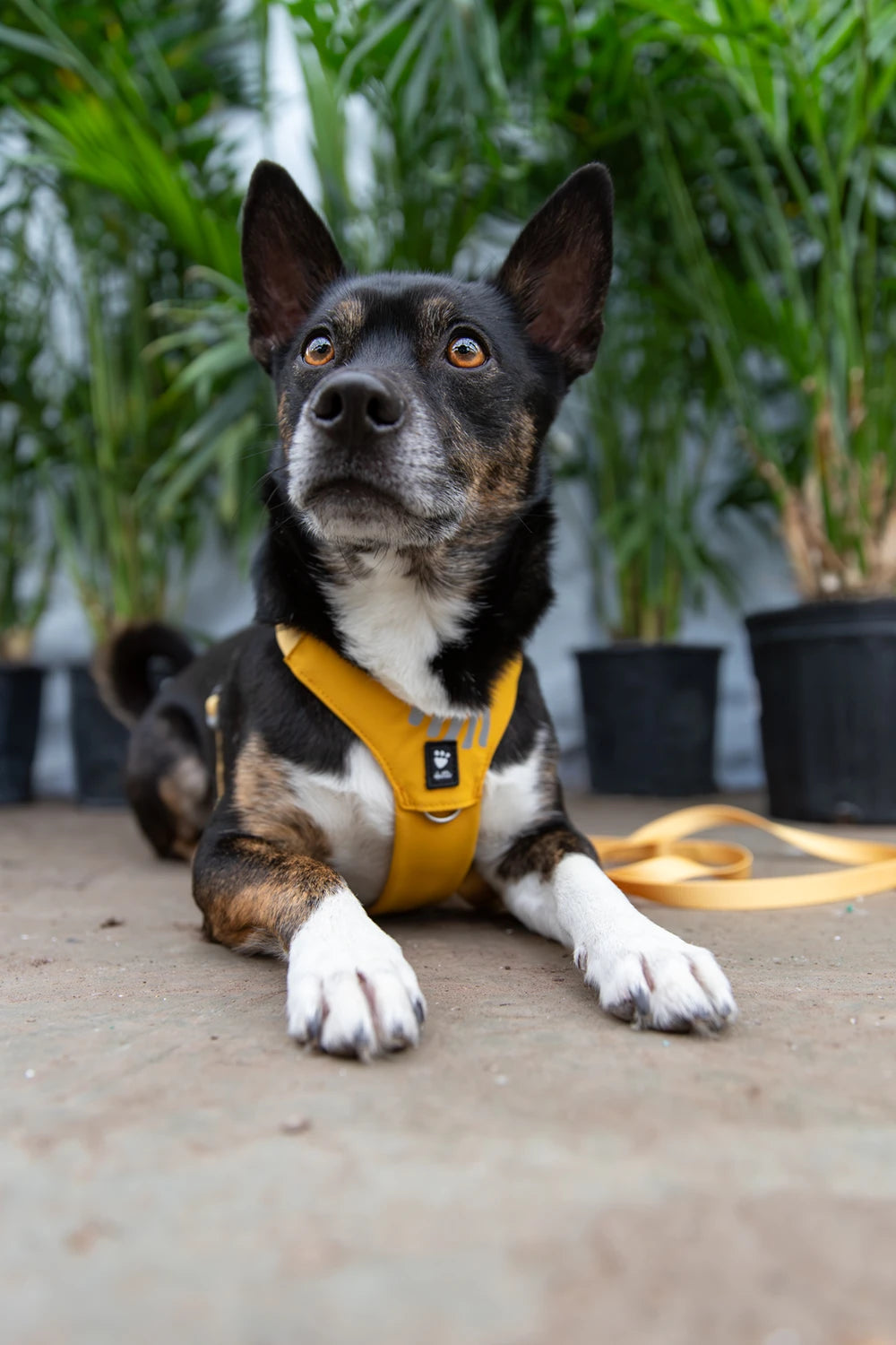 Dog wearing a yellow harness sitting on a concrete surface with plants in the background