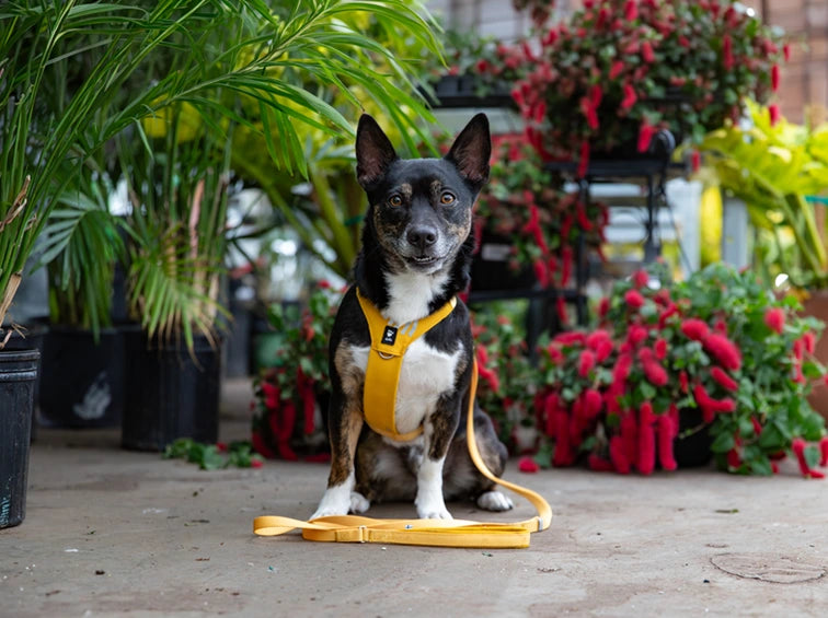 Dog wearing a yellow harness standing on a leash in front of potted plants