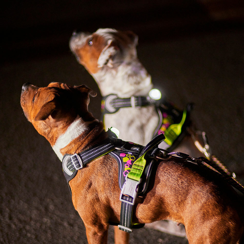 Weekend Warrior Neon Hundegeschirr