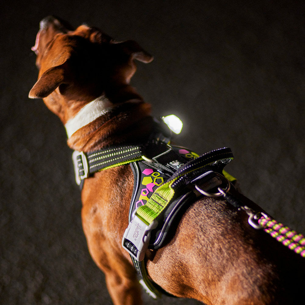 Weekend Warrior Neon Hundegeschirr