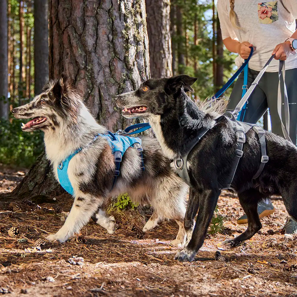 Multilong Leash II