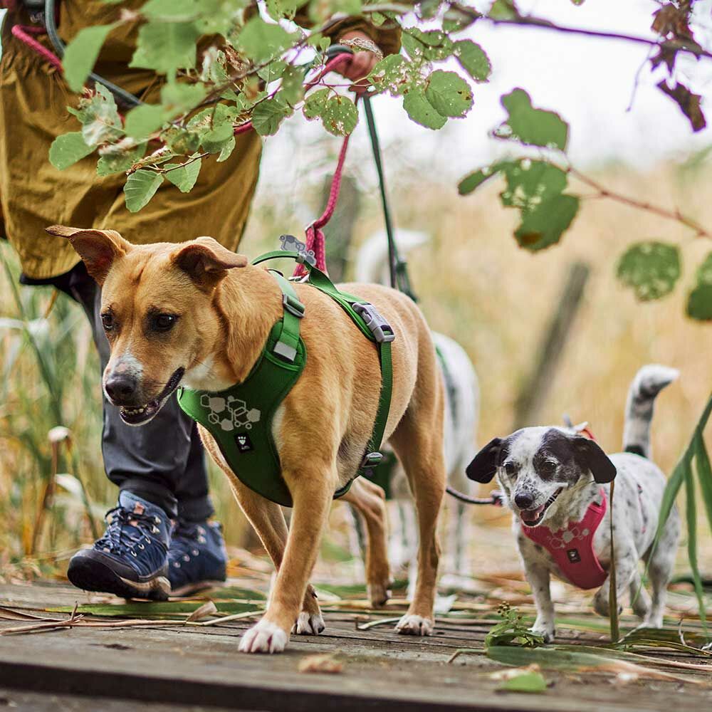 Weekend Warrior Harness II ECO