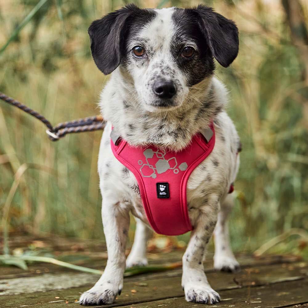 Weekend Warrior Harness II ECO