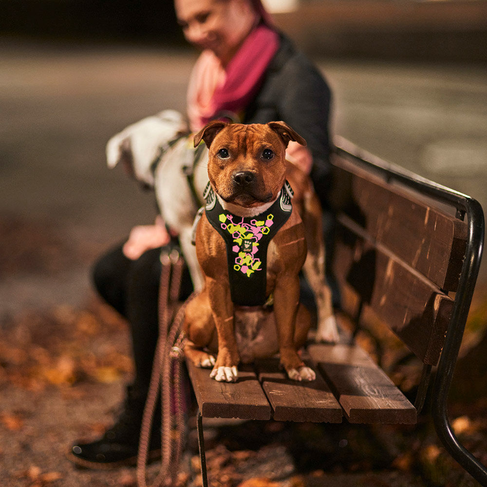 Weekend Warrior Neon Hundegeschirr