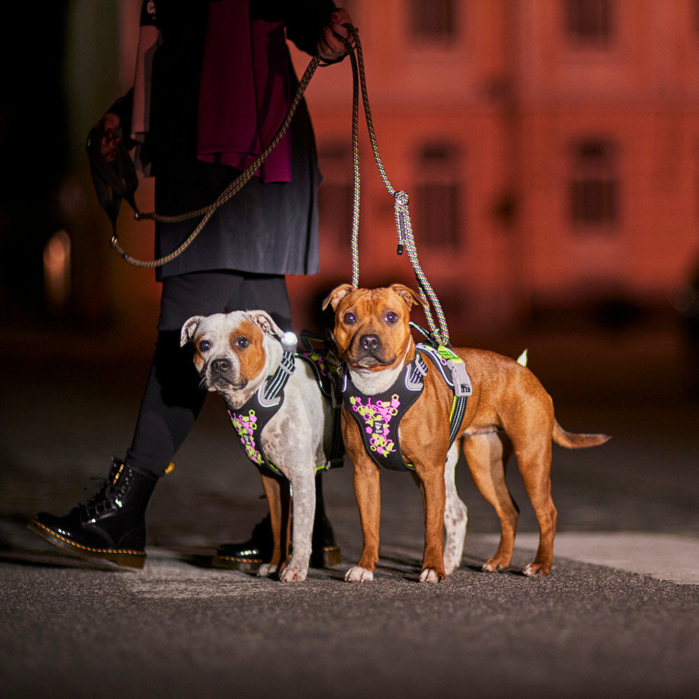 Weekend Warrior Neon Hundegeschirr