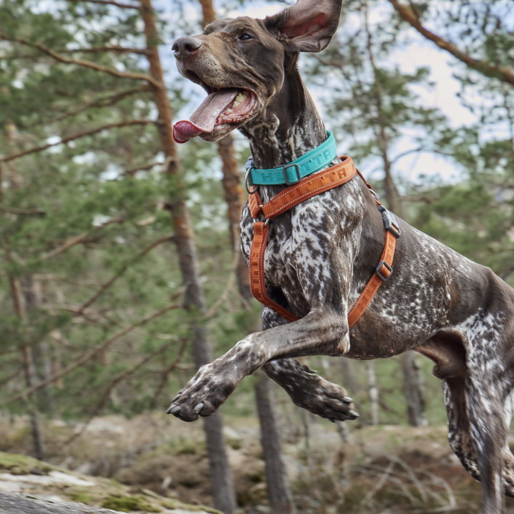 Casual Y-Hundegeschirr ECO