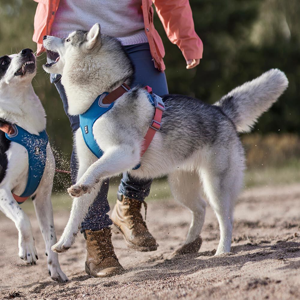 Weekend Warrior Warming Harness ECO