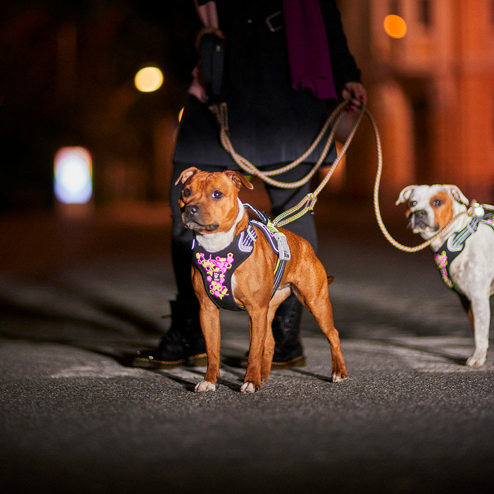 Weekend Warrior Neon Hundegeschirr