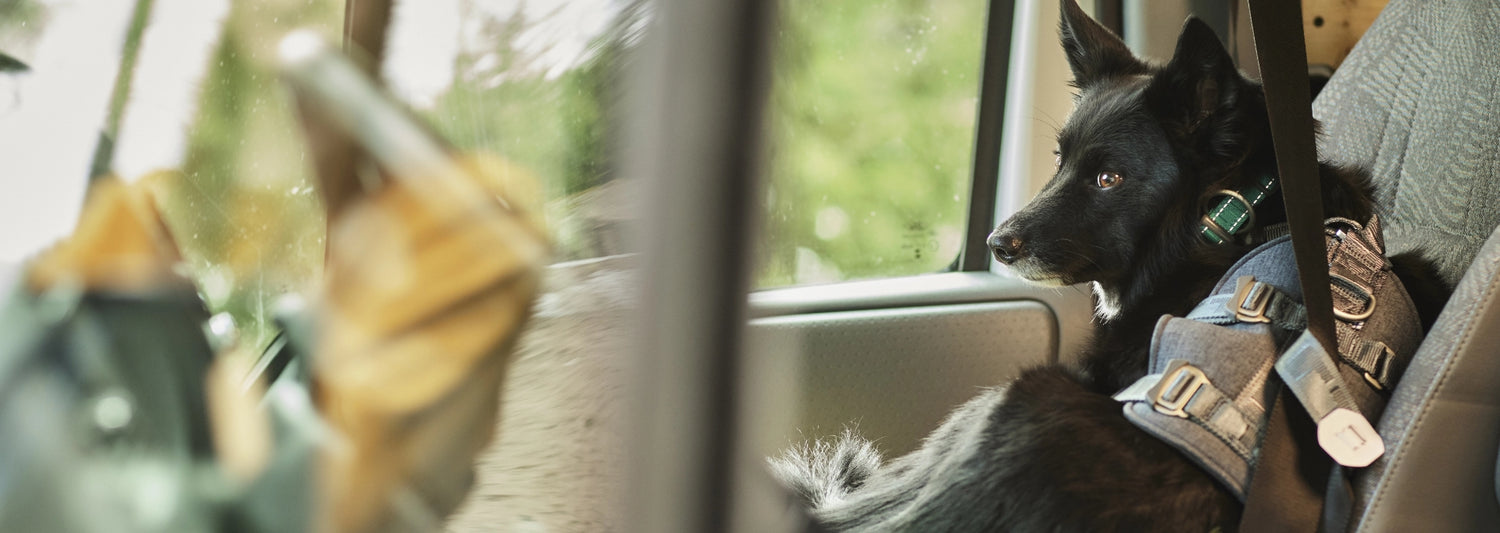Keeping dogs safe while driving