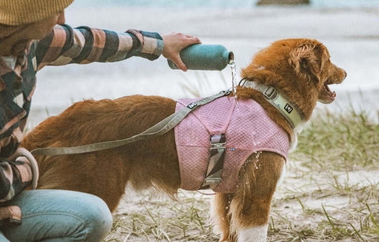 The Cooling Wrap cooling vest for dogs helps keeping your dog cool down and comfortable in the summer heat.