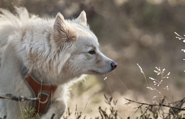 Dogs overheat faster than humans, so remember to seek out some shade during your summer walks.