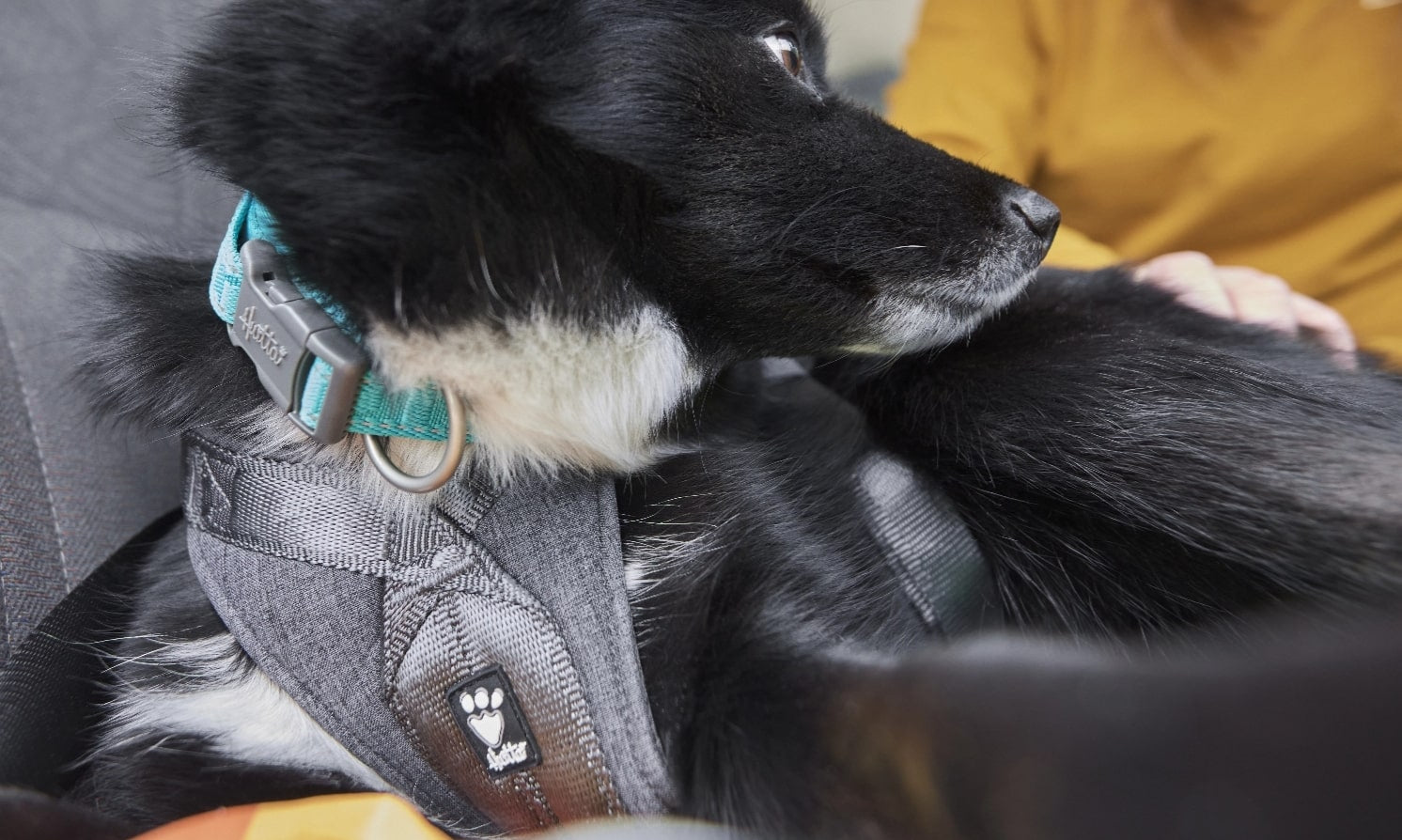 Making sure your dog is comfortable in a car harness