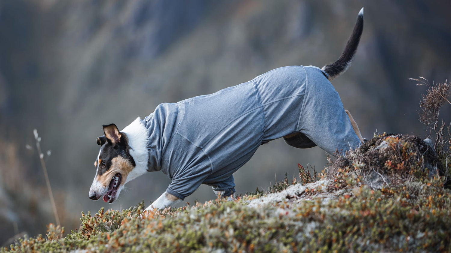 Body Warmer, thermal layer for dogs