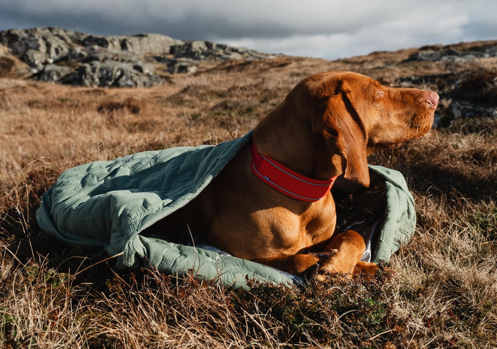 
    Outback Dreamer ECO sleeping bag for dogs