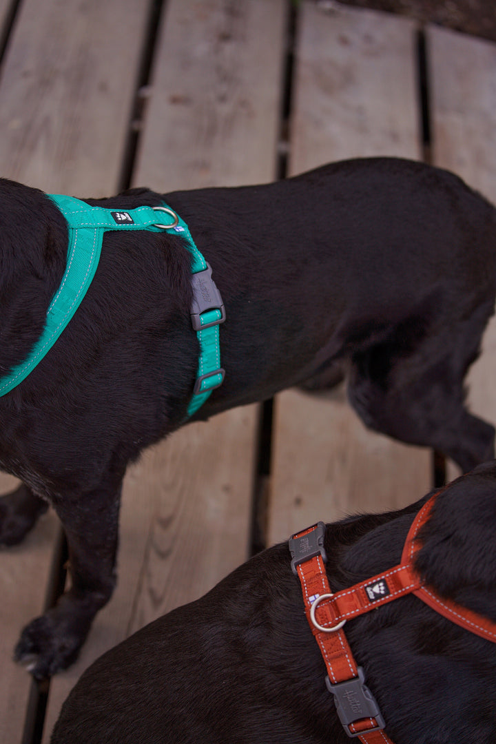 Casual Y-Harness ECO