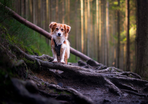 Leave the busy city life behind and venture out into the forest with your dog for some much needed relaxation.