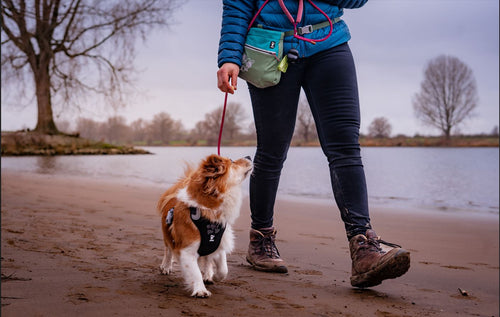 Train obedience with a comfortable Weekend Warrior dog harness and a super convenient Treat Pocket ECO treat bag for dog snacks.