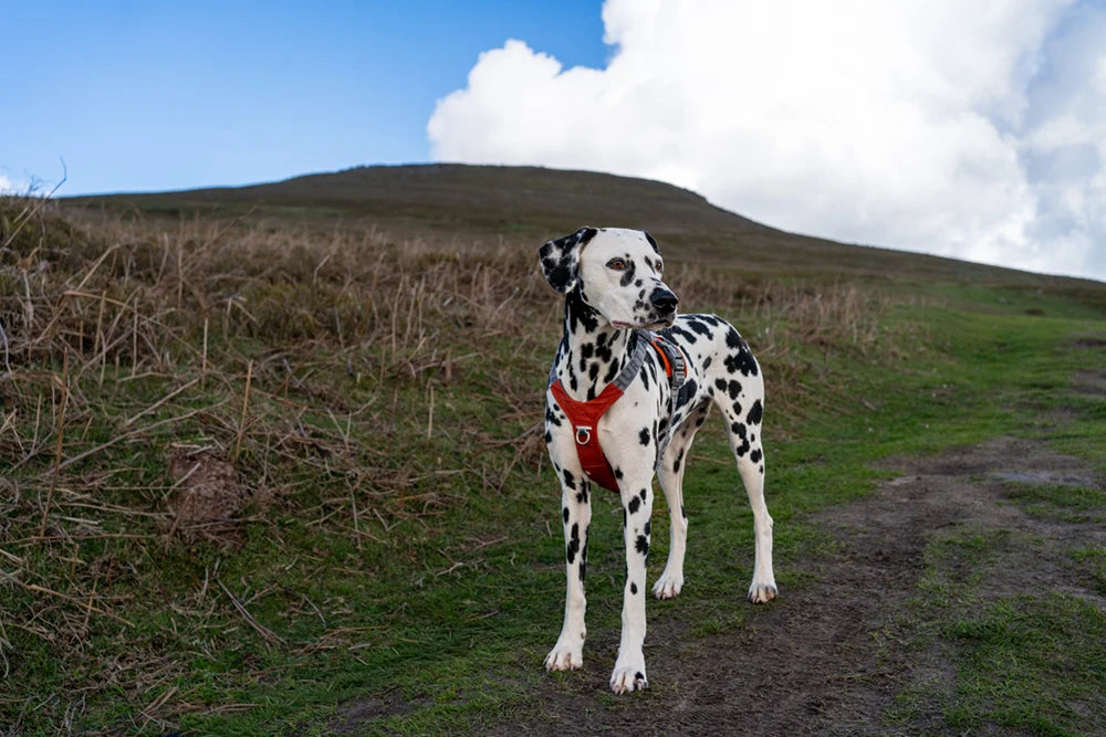 Dalmatian dog on a trail with a Scottish moorland landscape in the background