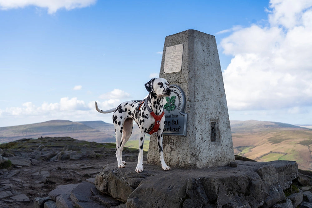Dalmatian dog standing on a mountain top with a trig point in the background
