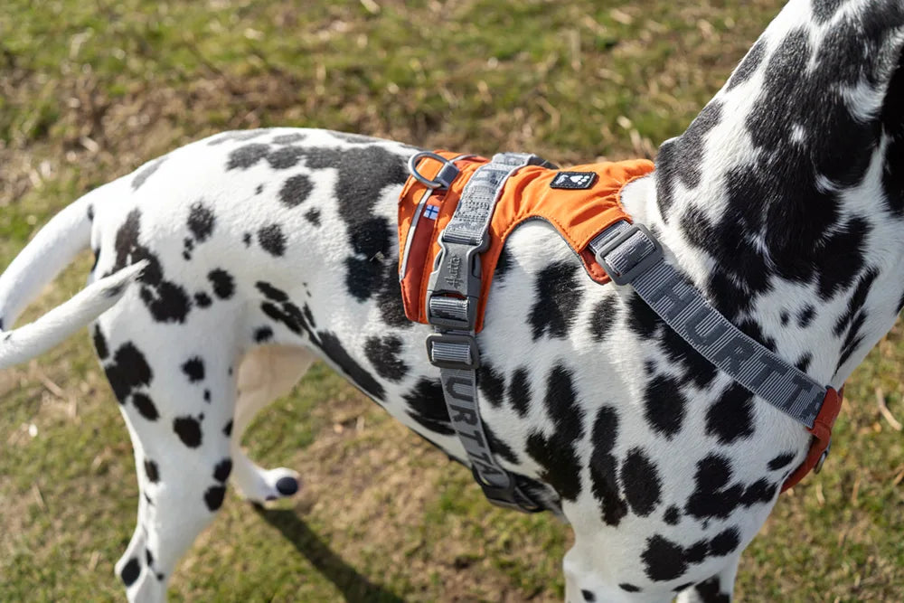 Dalmatian dog wearing an orange Rover harness outdoors on grass