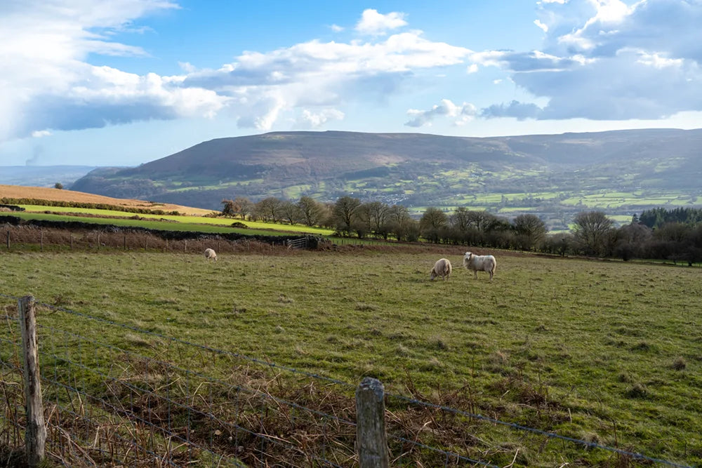 Sheep grazing in a field with a Scottish moorland landscape in the background