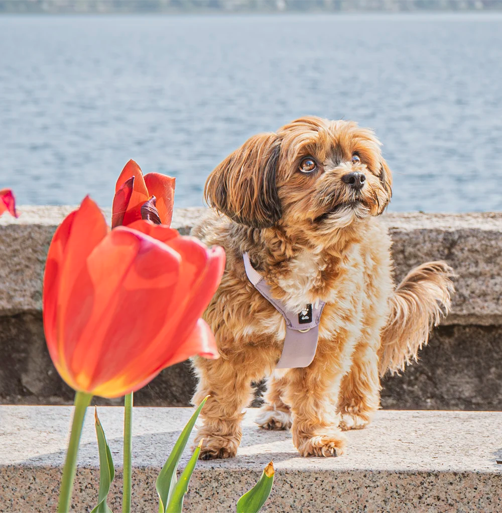 Dog standing on a ledge with red tulips and water in the background