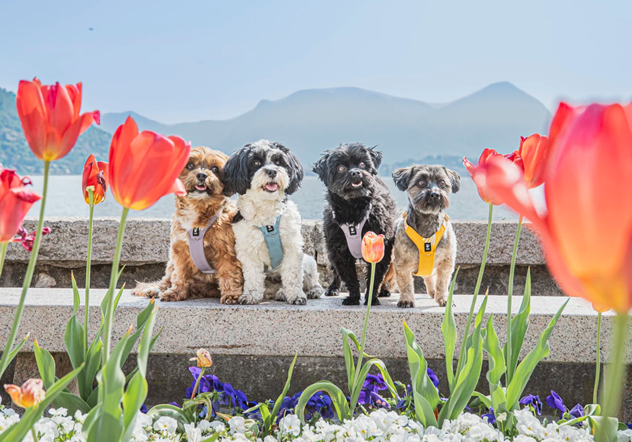 Four dogs sitting on steps with flowers and mountains in the background